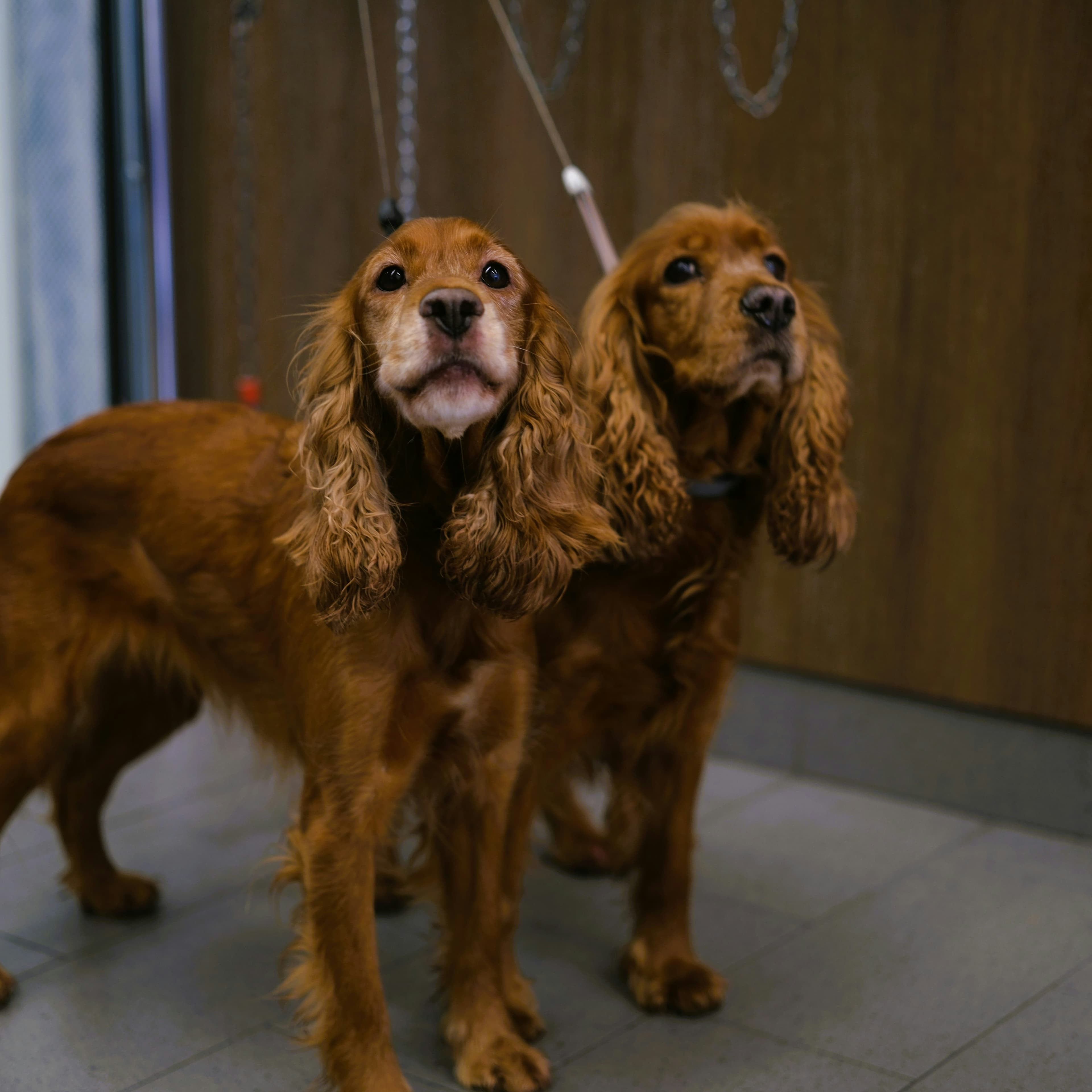 Groomed dog at J-9 Dog Salon