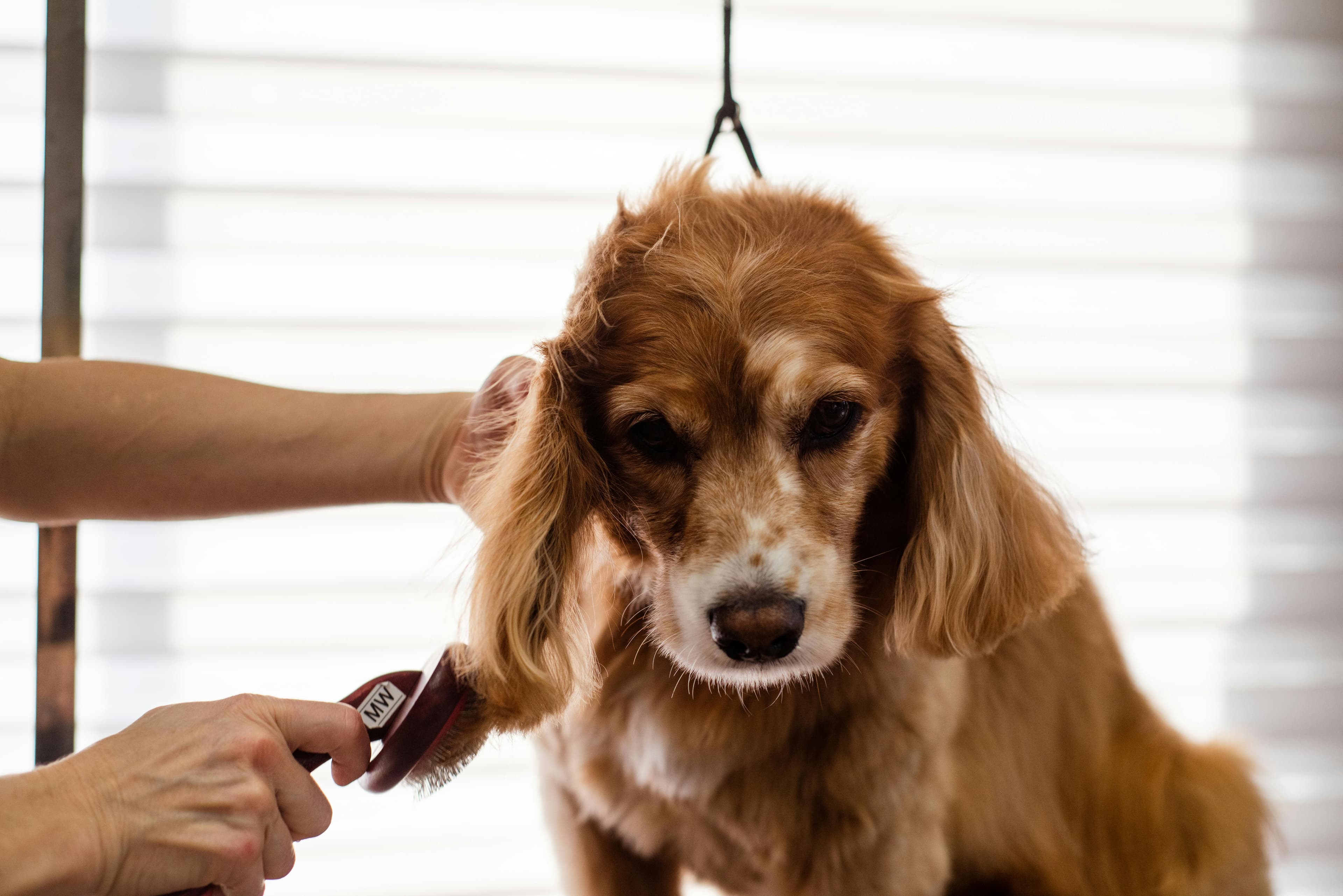 Groomed dog at J-9 Dog Salon