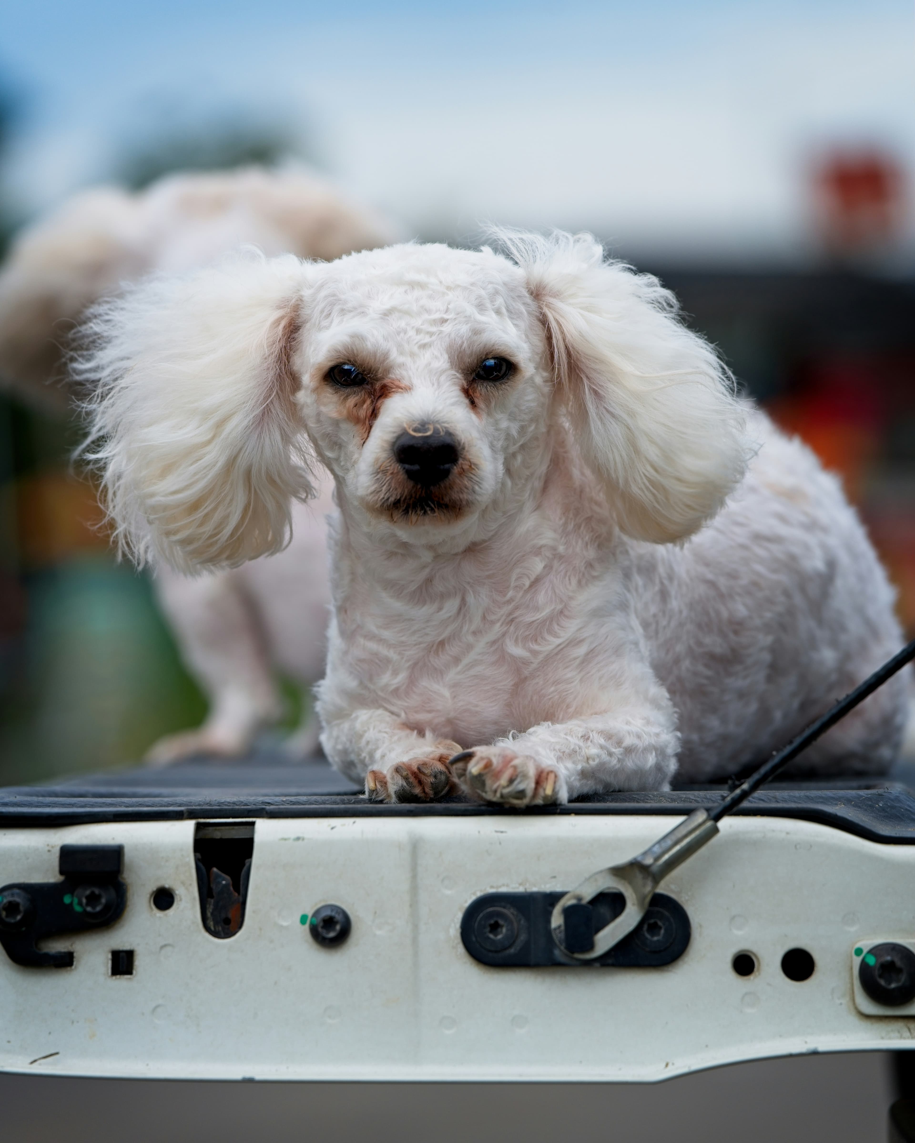 Groomed dog at J-9 Dog Salon