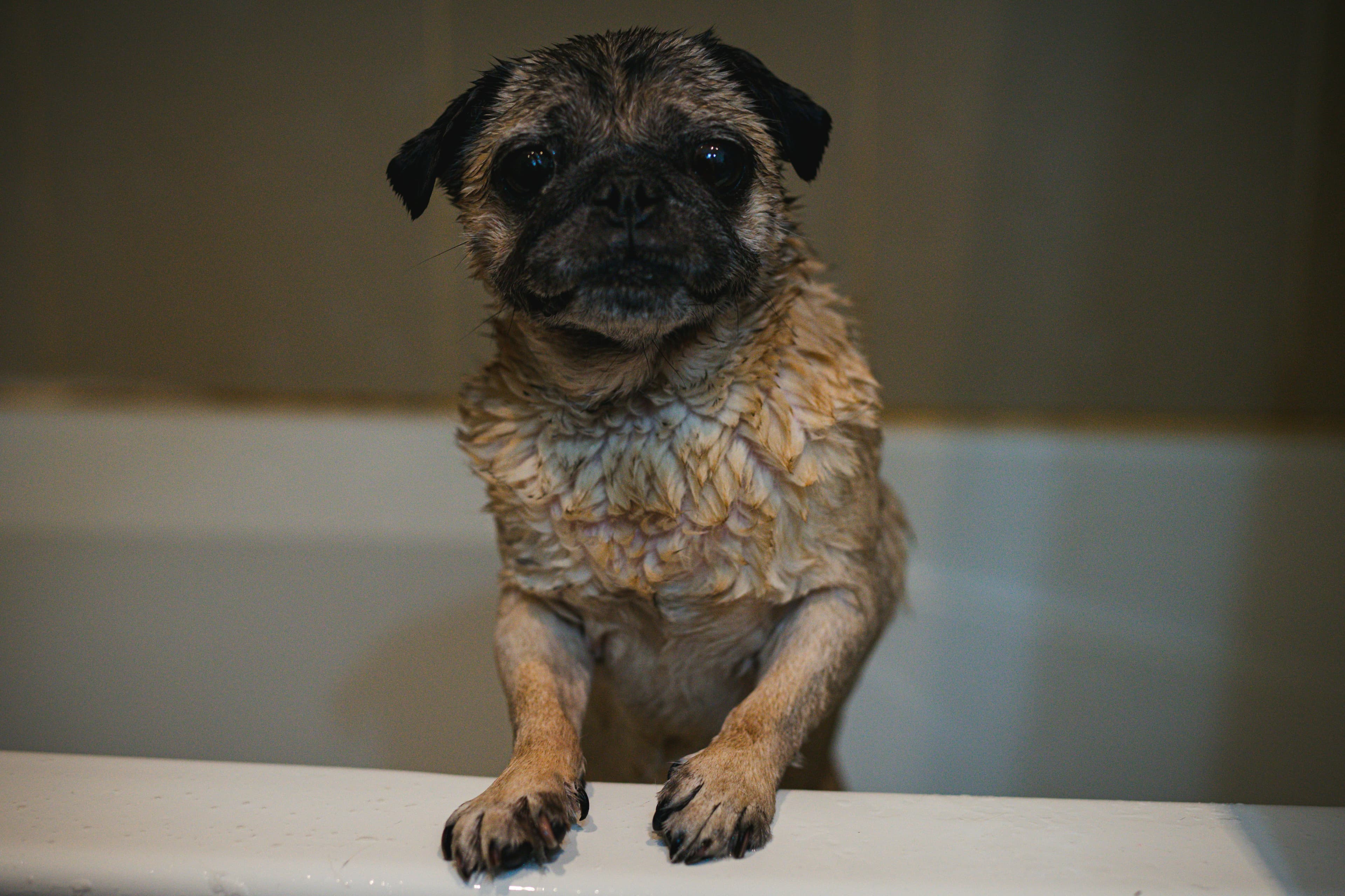 Groomed dog at J-9 Dog Salon