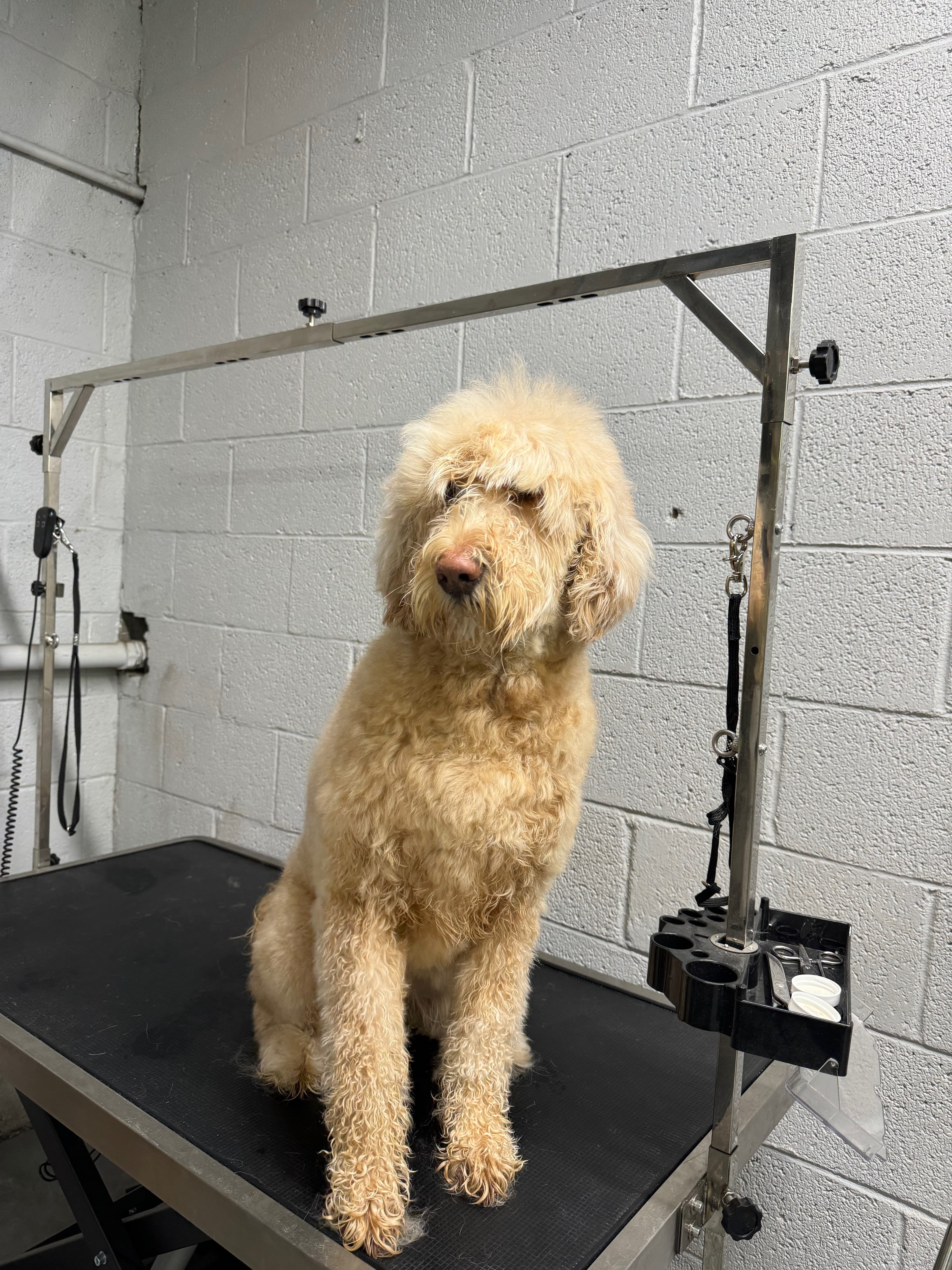 Groomed dog at J-9 Dog Salon