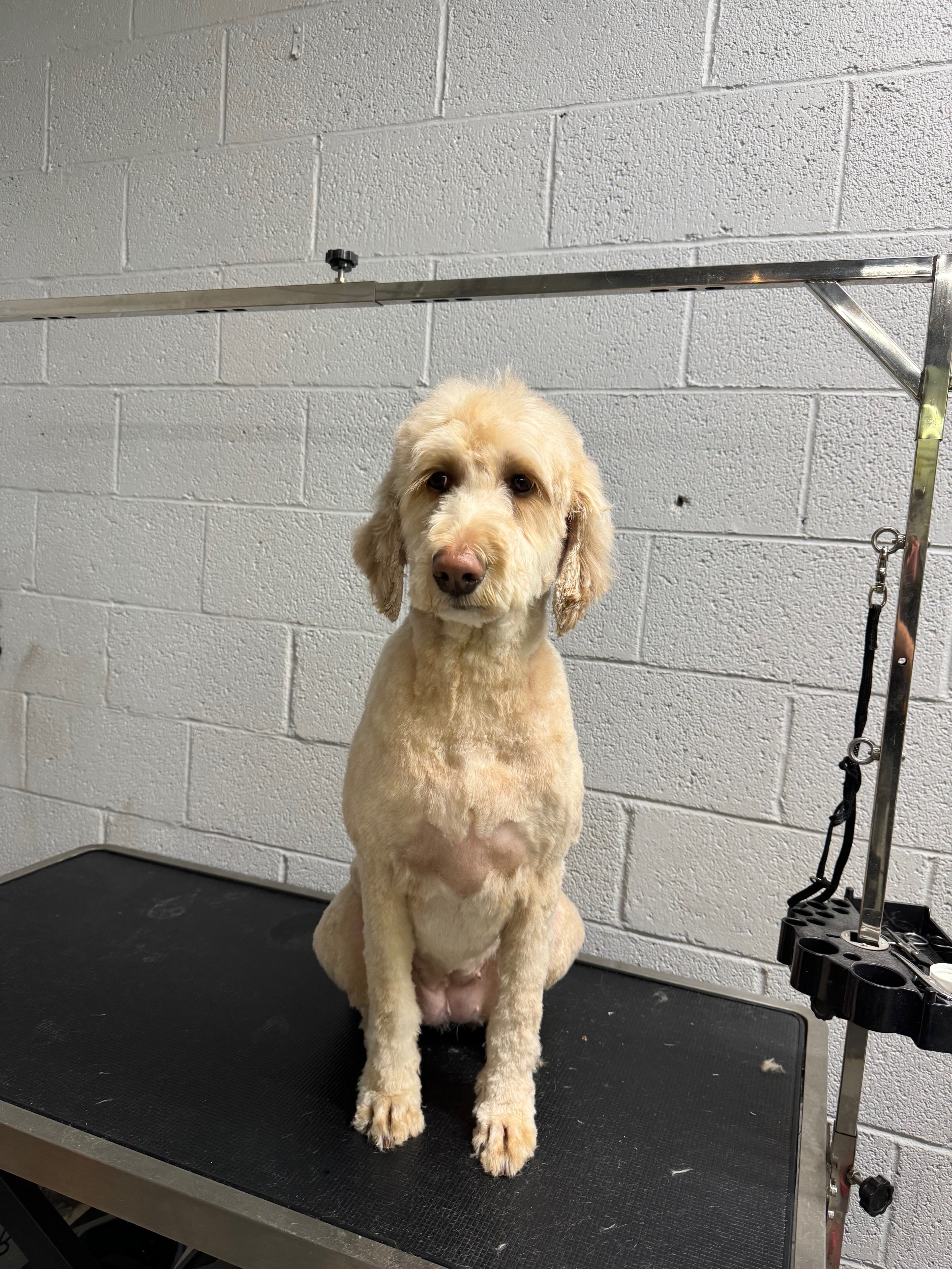 Groomed dog at J-9 Dog Salon