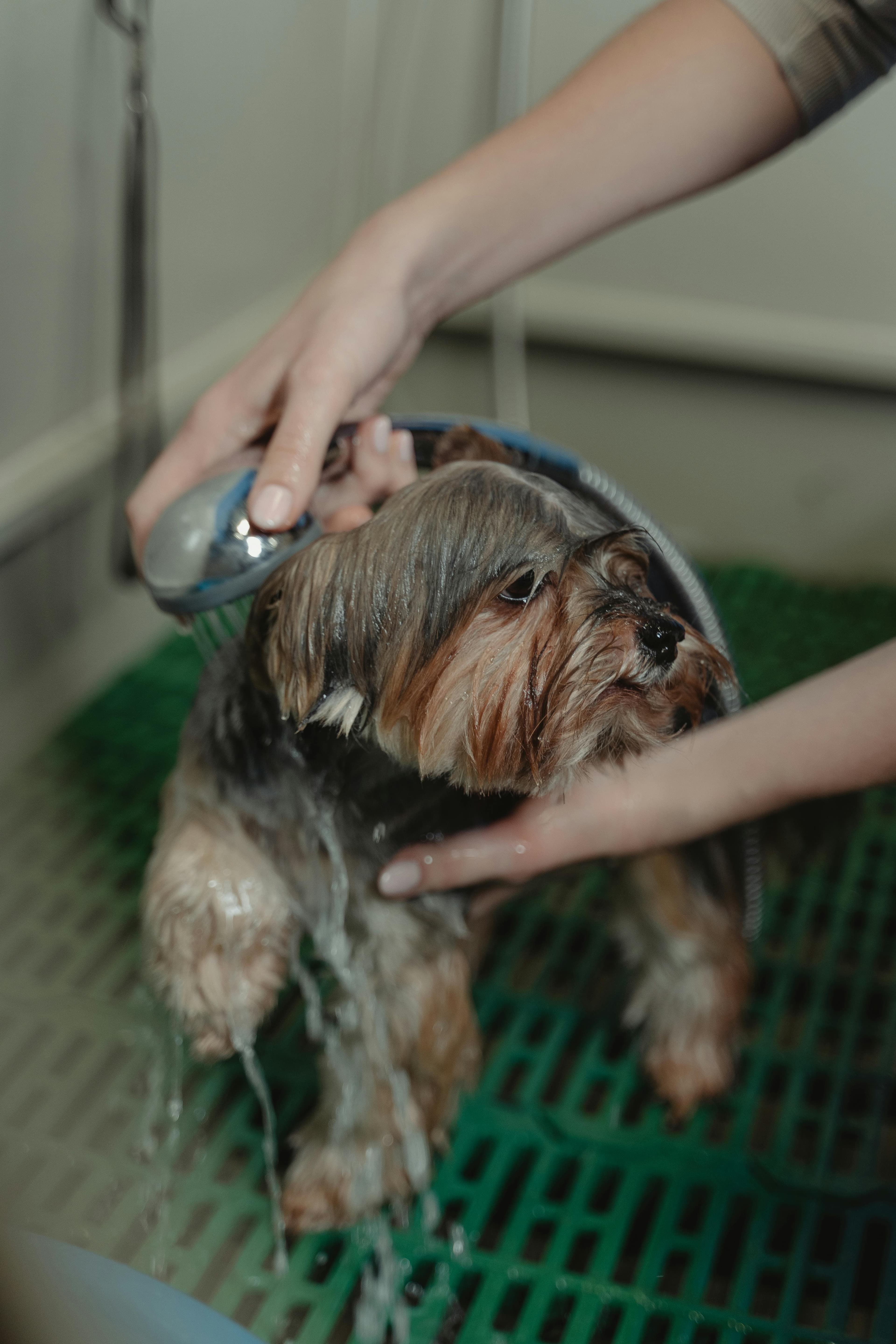 Groomed dog at J-9 Dog Salon